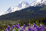FAMILY CRUISES TO ALASKA