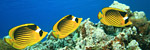 Cheap Western Caribbean Cruises